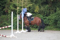 Stage Equidés Cup